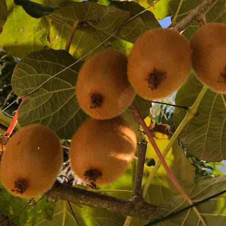 Bed & Breakfast Maison Du Pierrou *